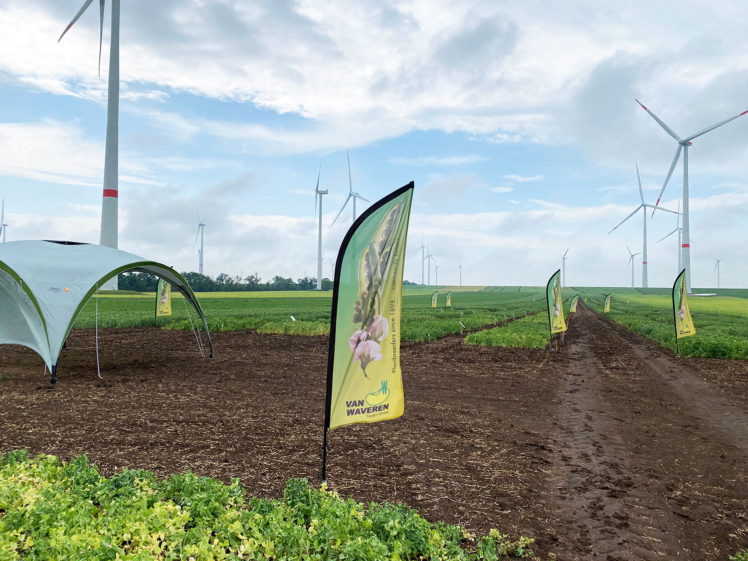 Several Van Waveren flags in a field of pea crops. In the background are wind turbines