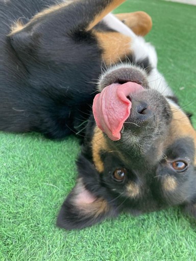 All day play - diggy daycare in dubai