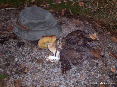 A pheasant from Barousse