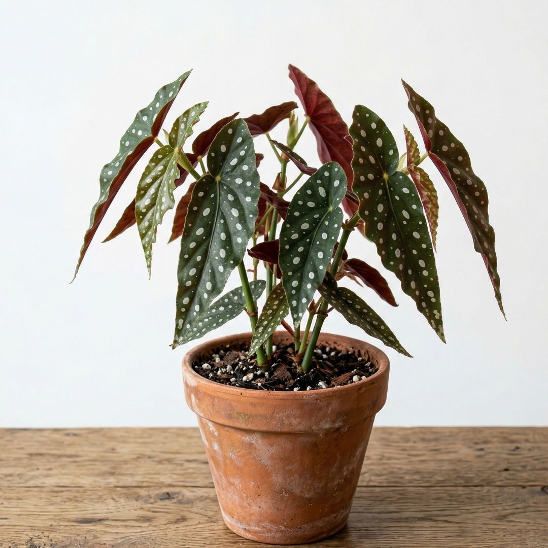 Trending Plant in PlantHint, a plant care app