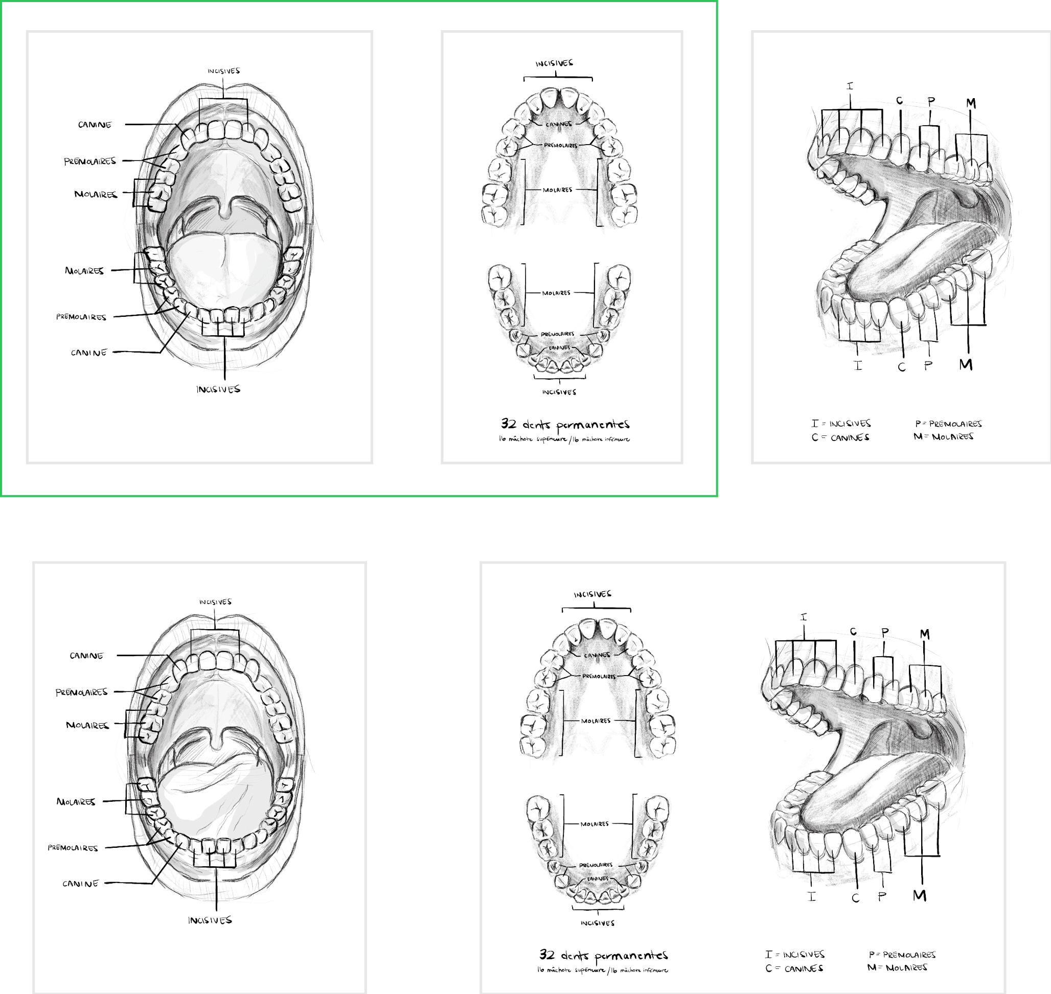Esquisses de la dentition humaine par Élodie Ouellet-Belleau, illustratrice scientifique.