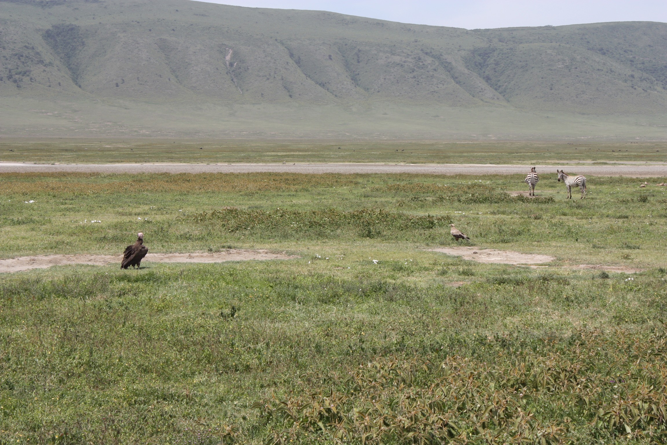 Vogel in de Ngorongoro-krater