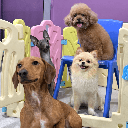 Dog Daycare and fun pawstreet