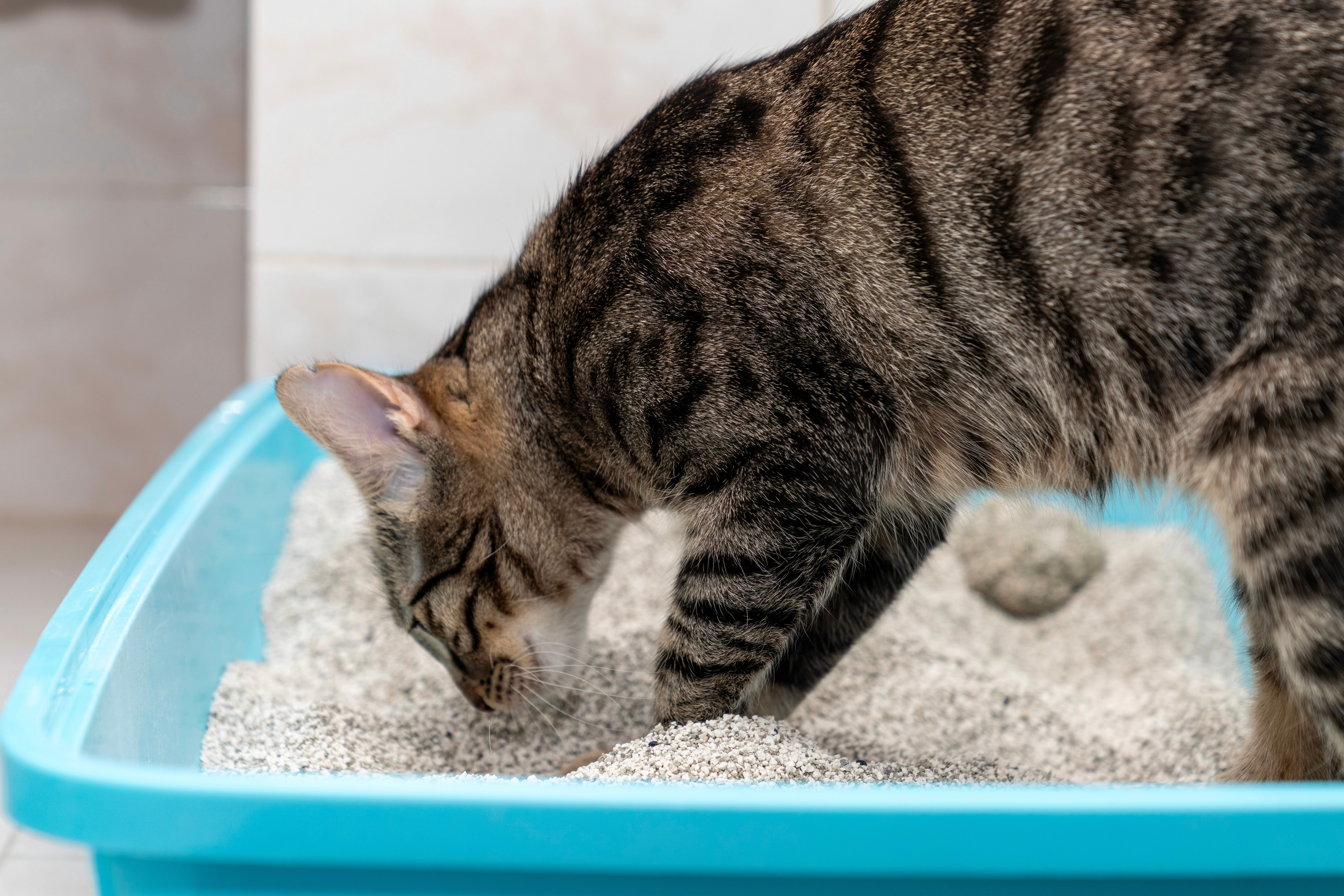 cat digging in litter box