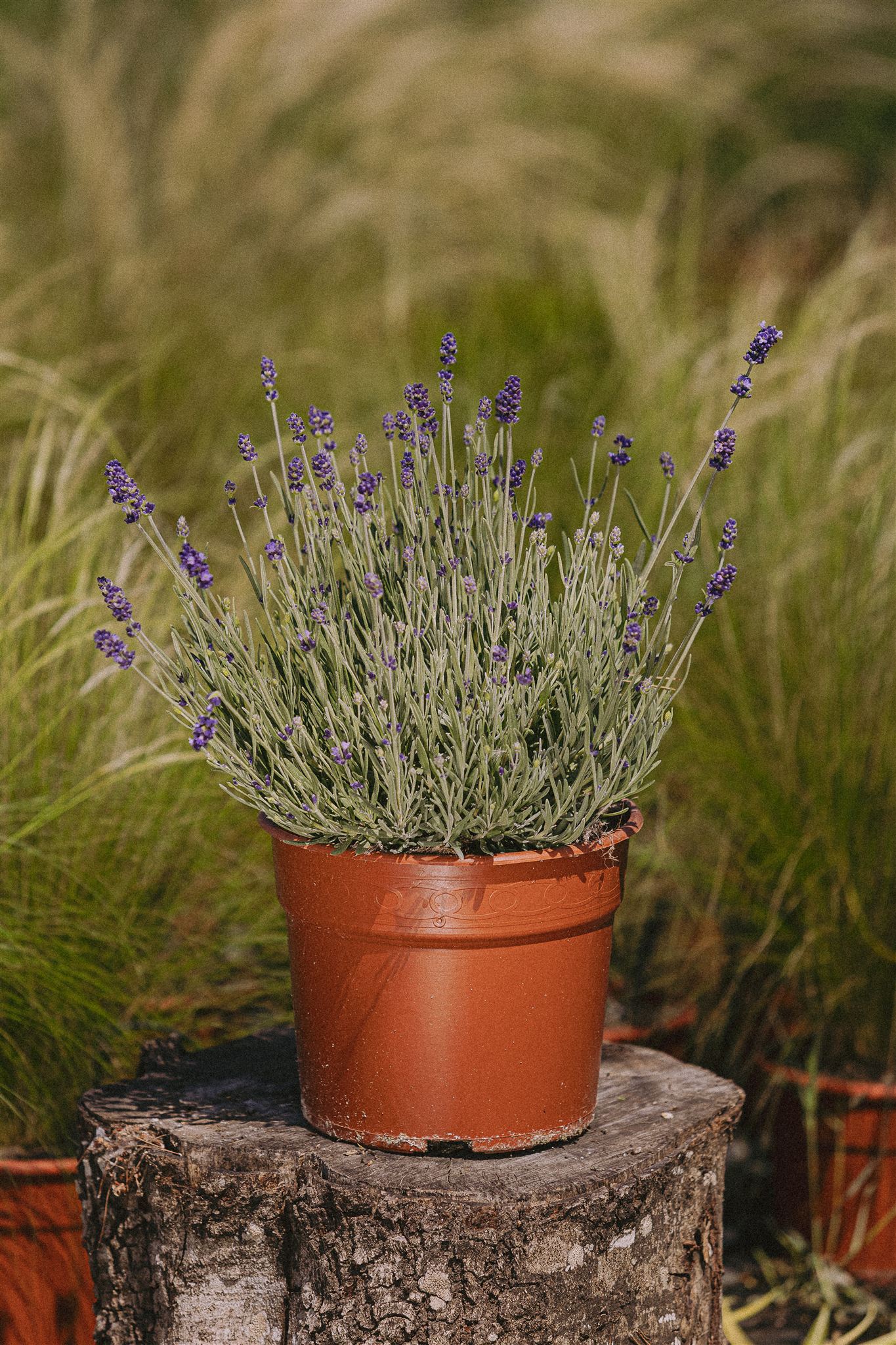 Aromatic plants in decorative indoor pots