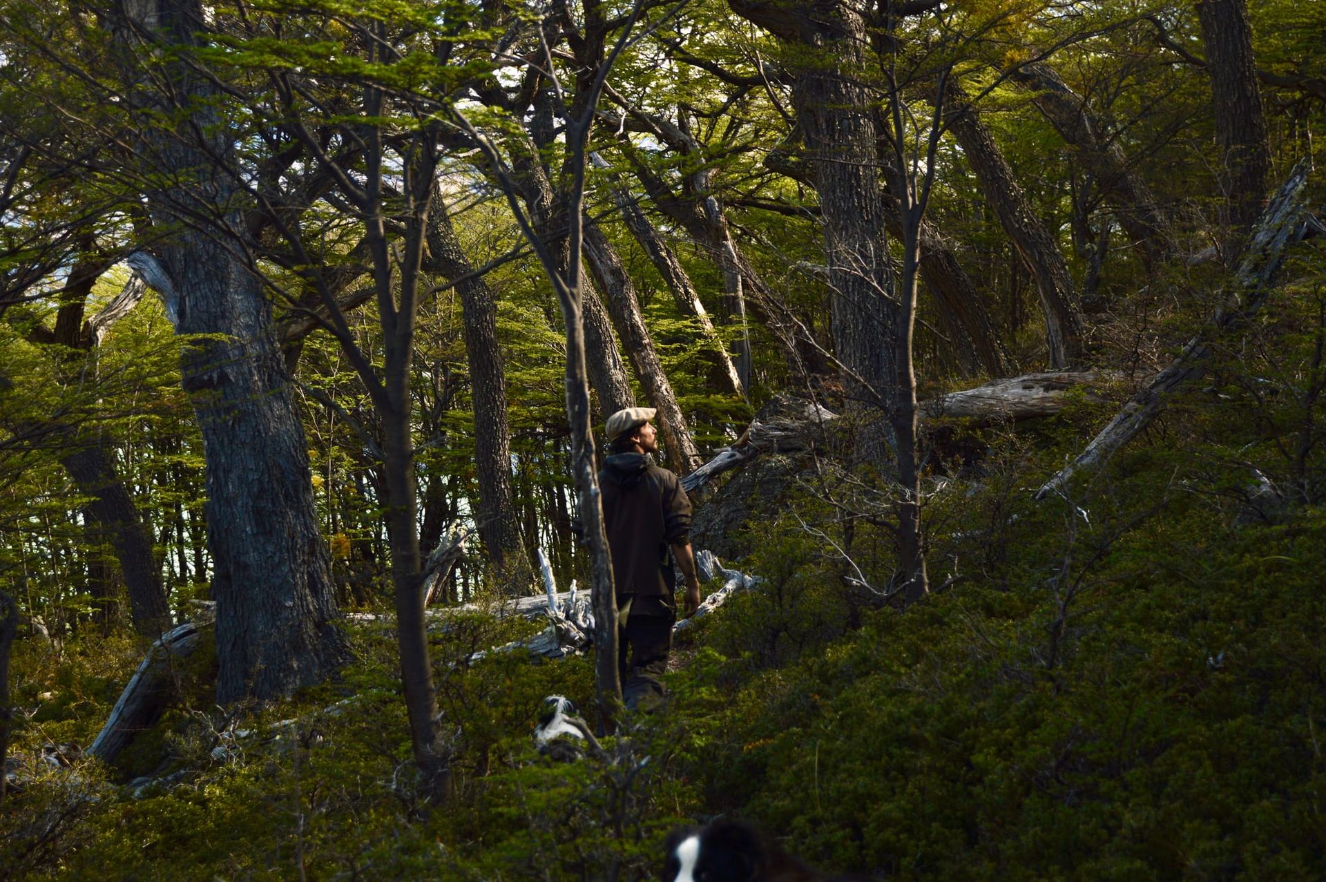 El bosque · Estancia La Josefina