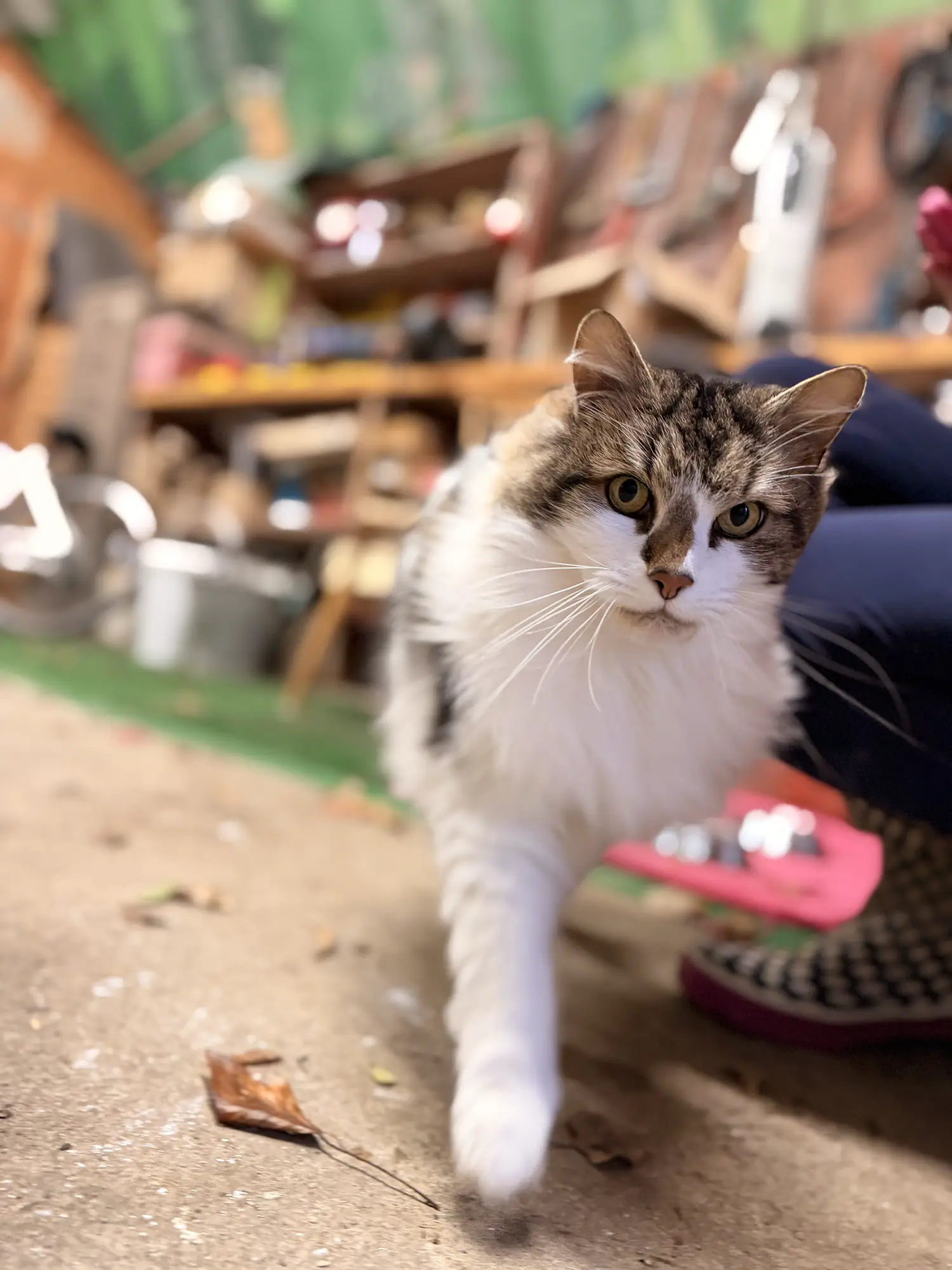 Cosmo the friendly farm cat walking through the courtyard at Froomies