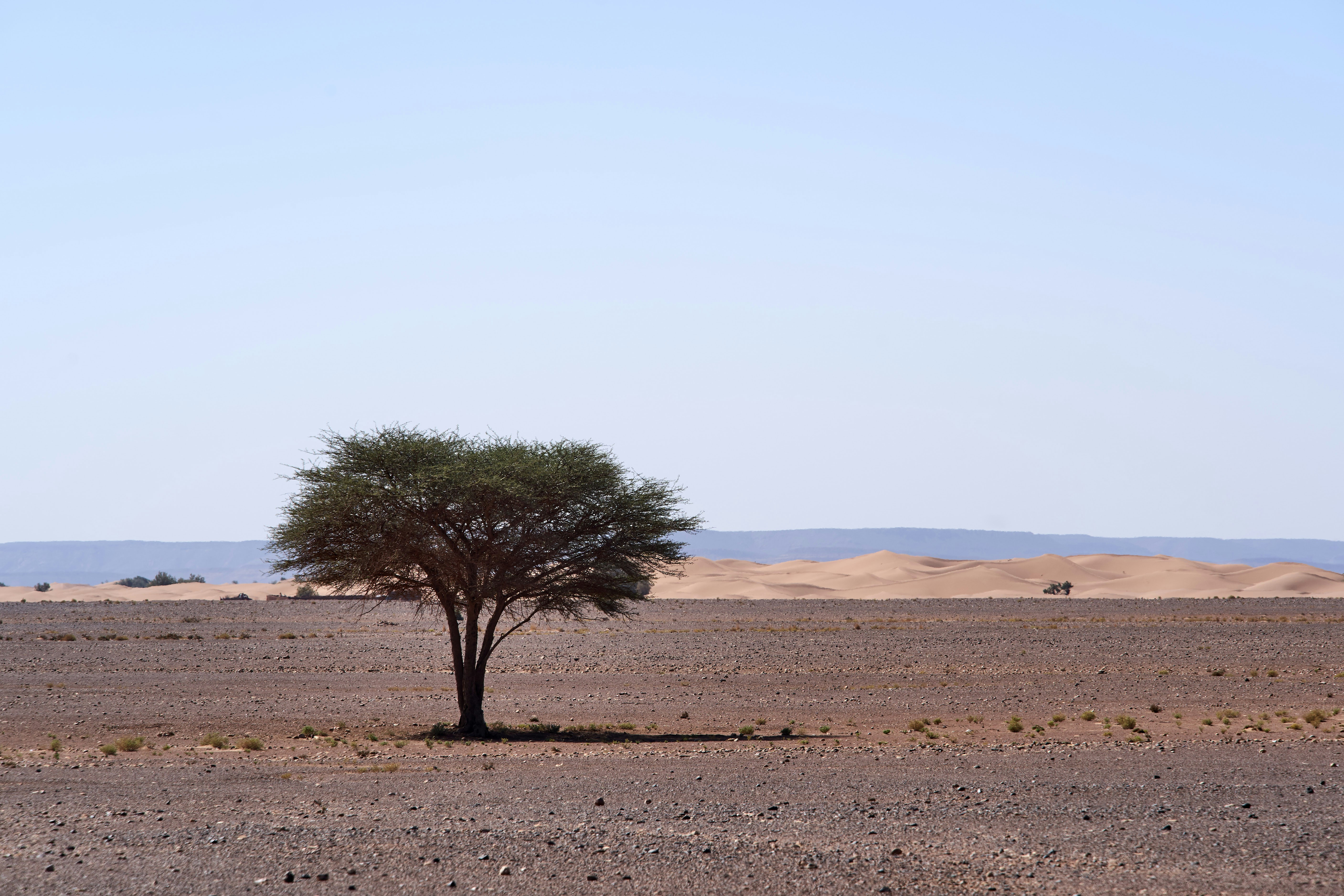 green tree on brown sand during daytime