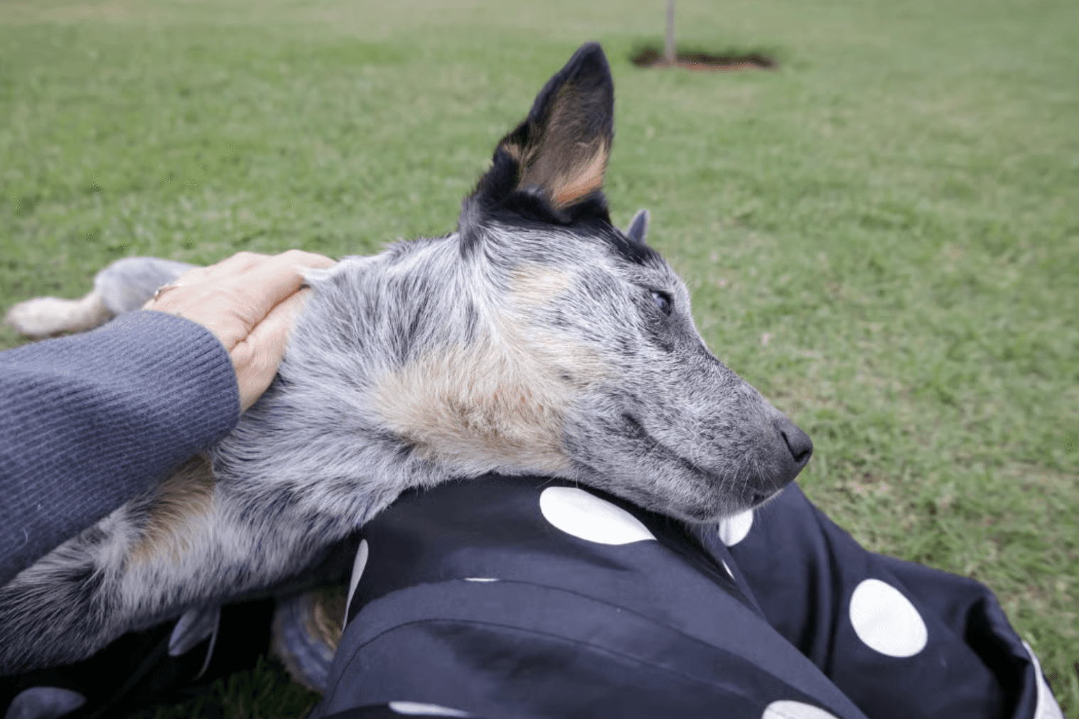 parent growing in capability and self-trust alongside their developing dog
