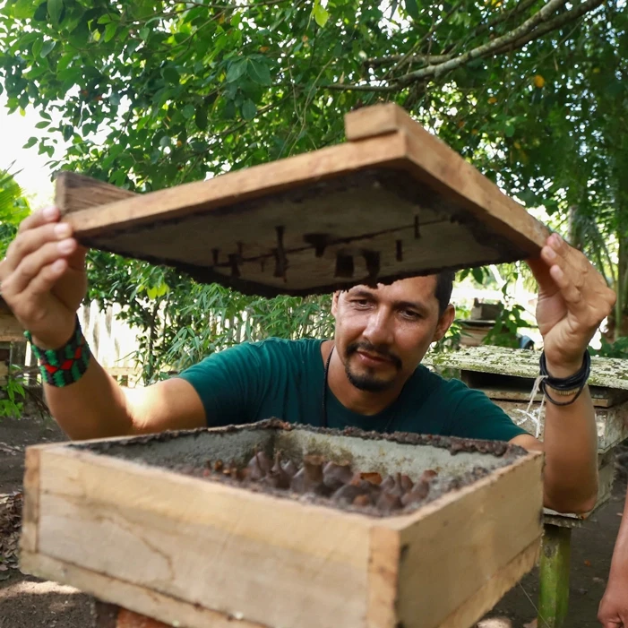Membro da Amazônia Bee verificando colônia de abelhas.