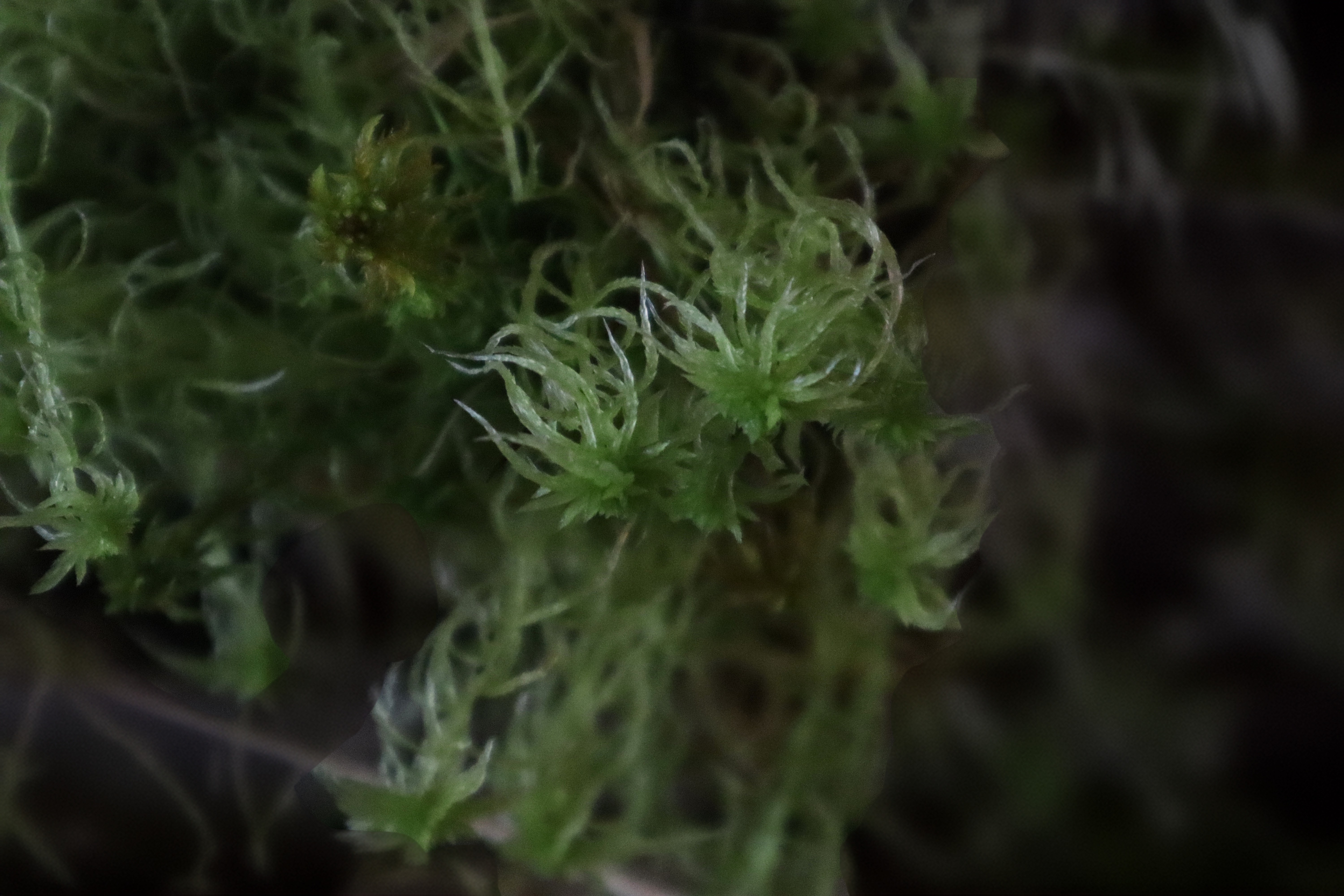 Photograph of Sphagnum Moss