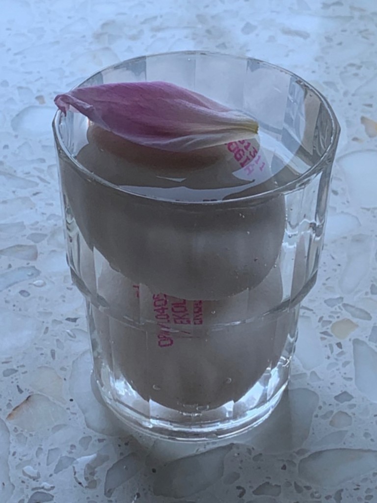 "Two eggs in a glass of water with a flower petal on top"