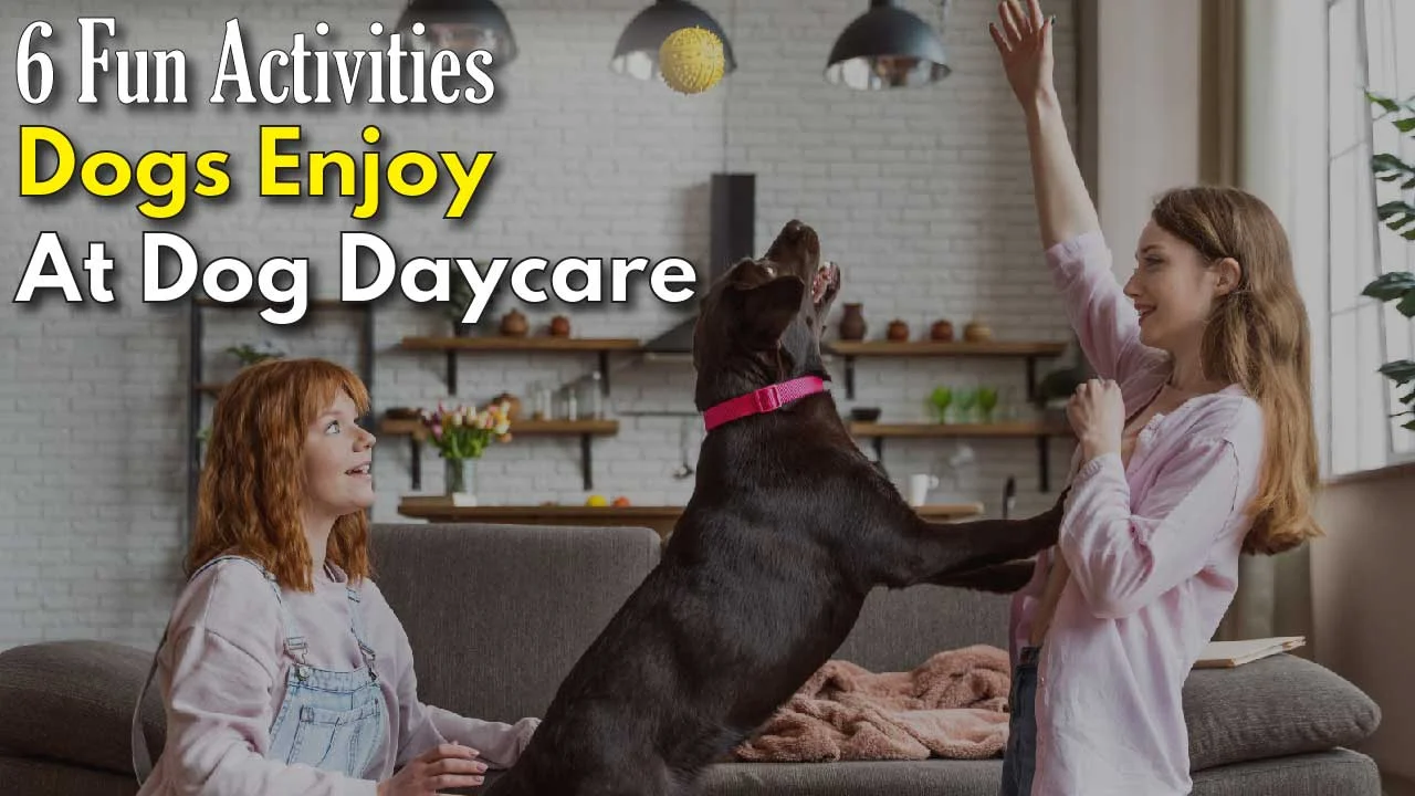 Fun Activities Dogs Enjoy at Dog Daycare