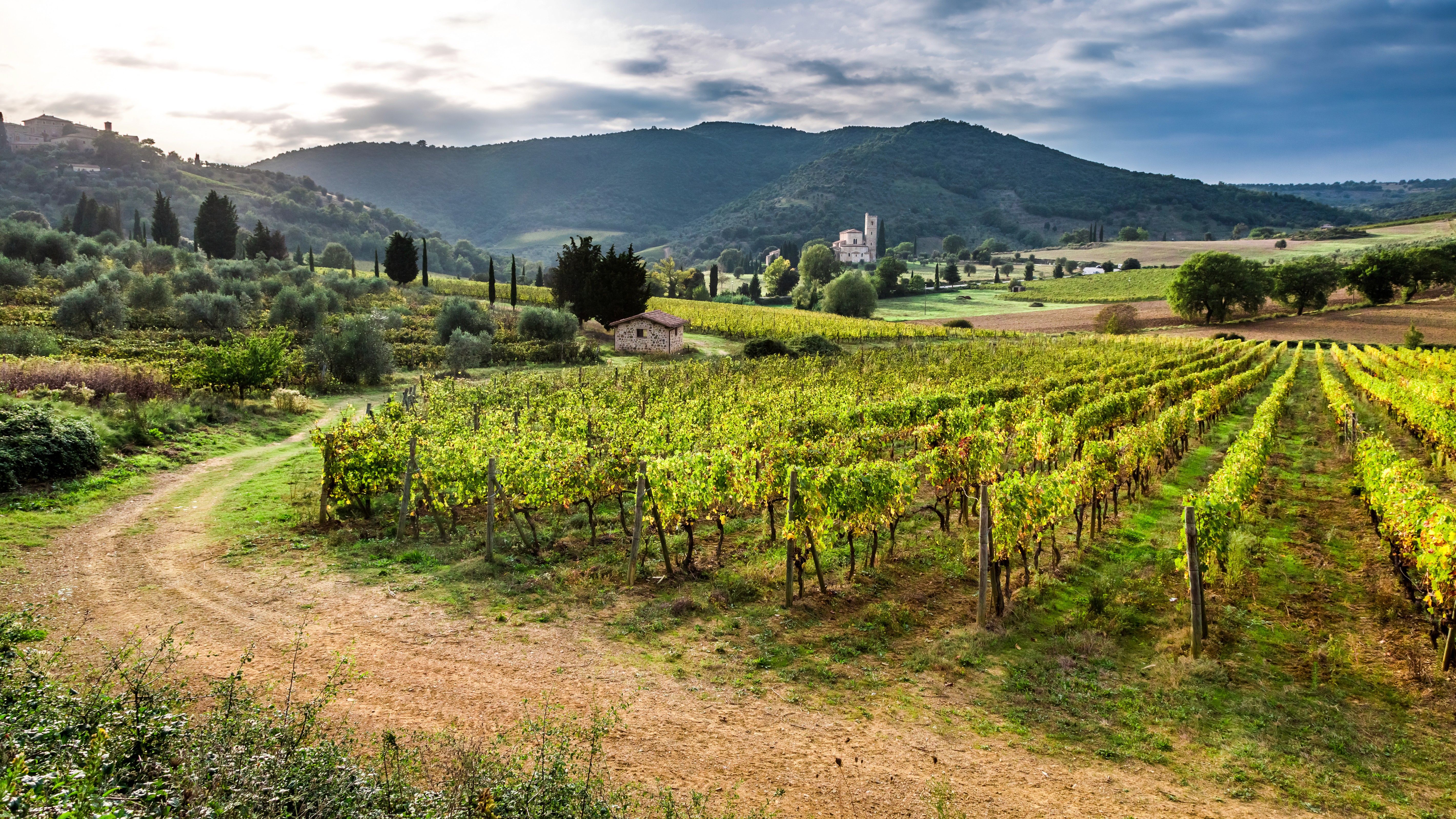 Beautiful sunset over a vineyard in Tuscany.