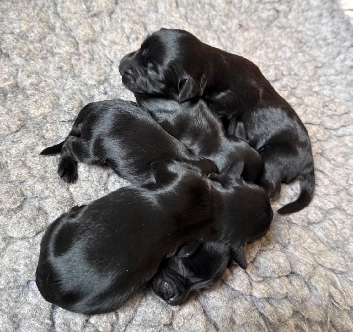 Digby's latest litter, a few days old. A warm heap of paws, ears and twitching noses.