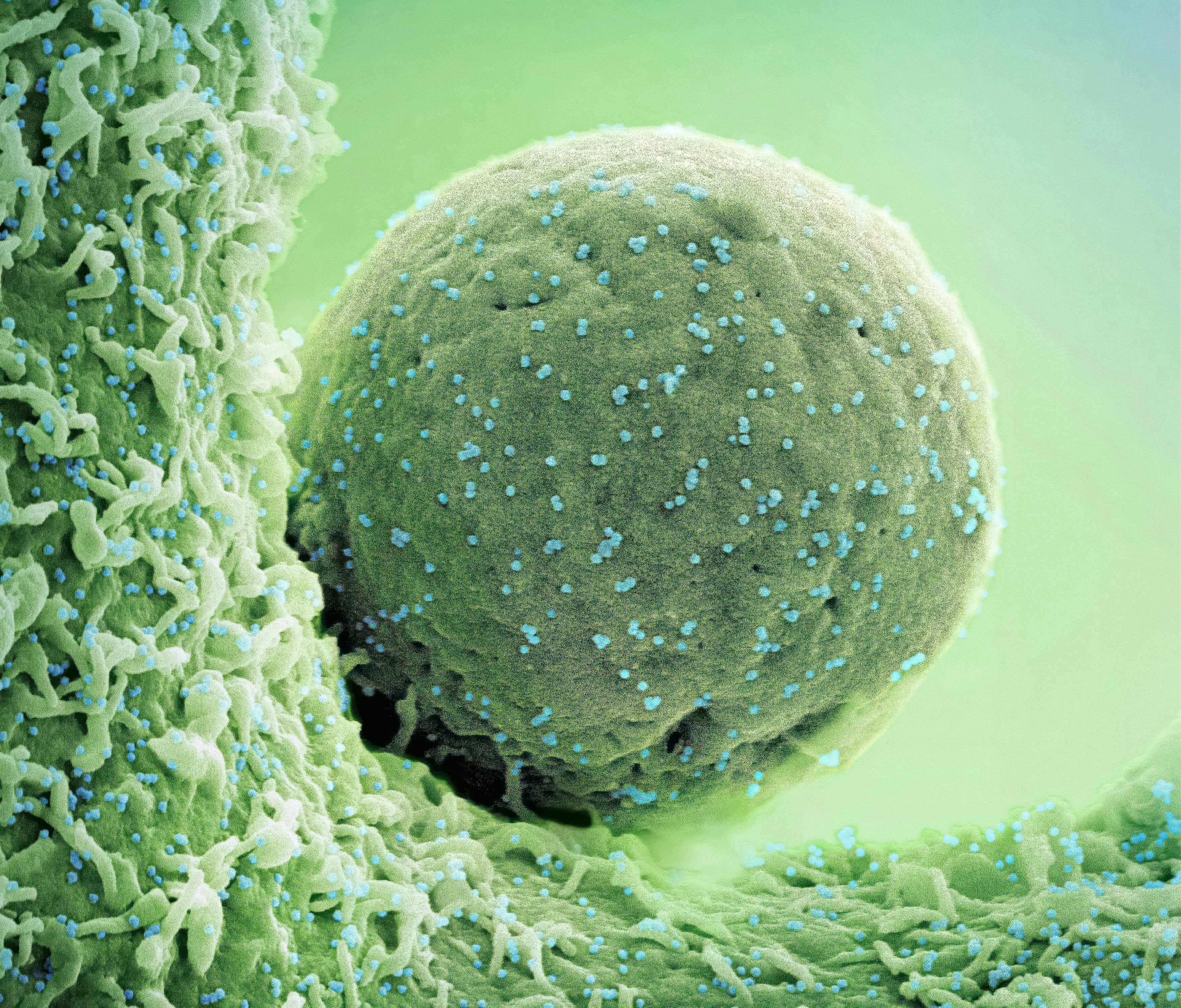 a green substance with blue dots on it