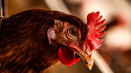 Laying hen