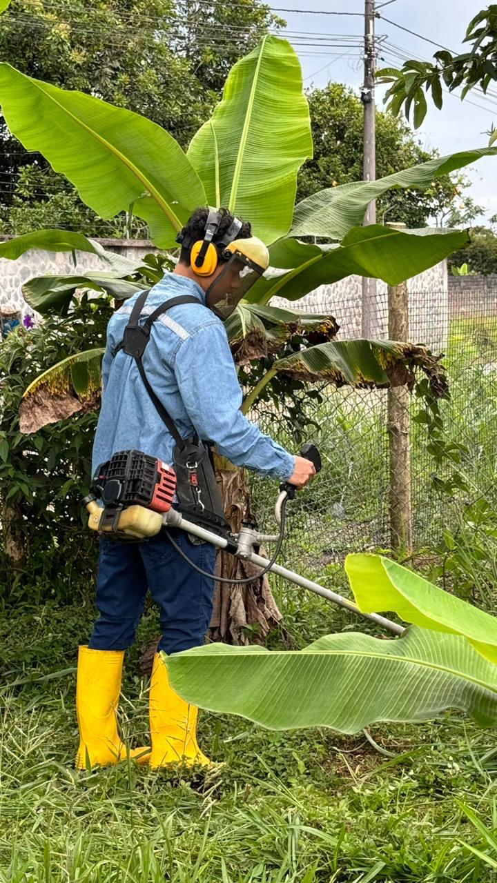 Man uses string trimmer near banana plants.