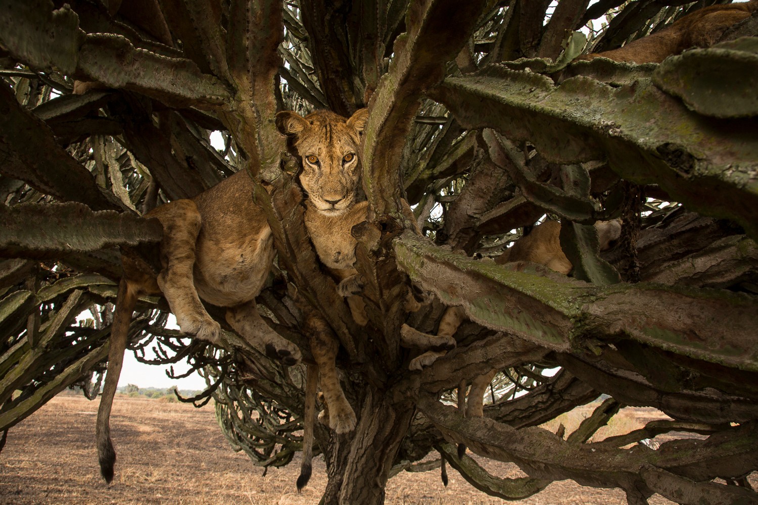 Lion cubs in a tree above our safari vehicle
