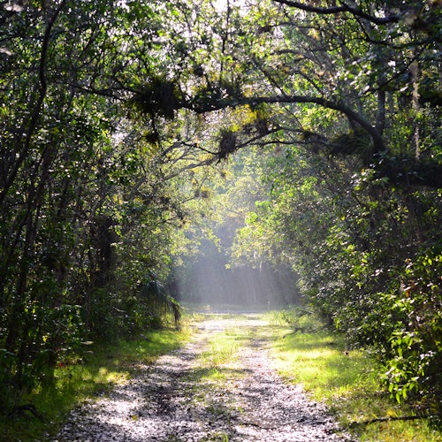 Isang daan sa kagubatan na maliwanag sa sinag ng araw, napapalibutan ng makapal at berdeng mga dahon, na may mga sinag ng liwanag na dumadaloy sa mga sanga ng puno sa itaas.