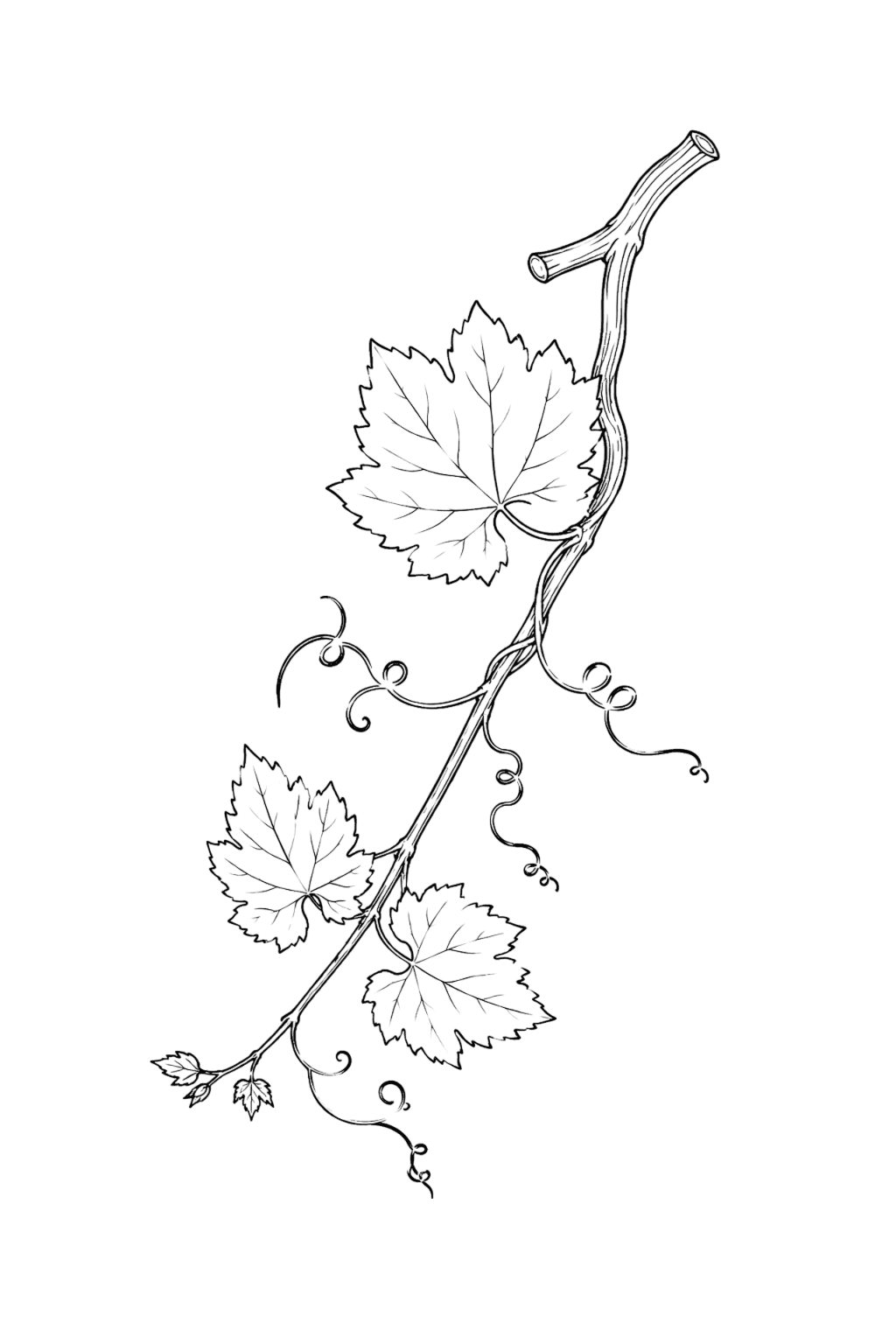 Leaf