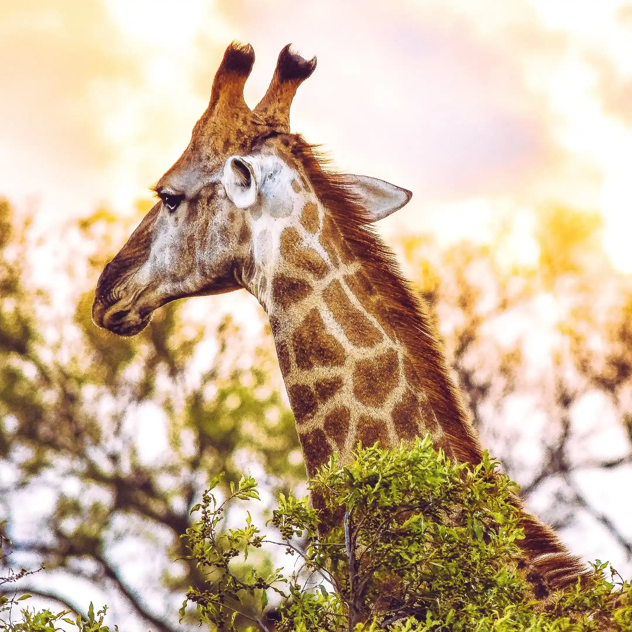 Giraffe in its natural habitat
