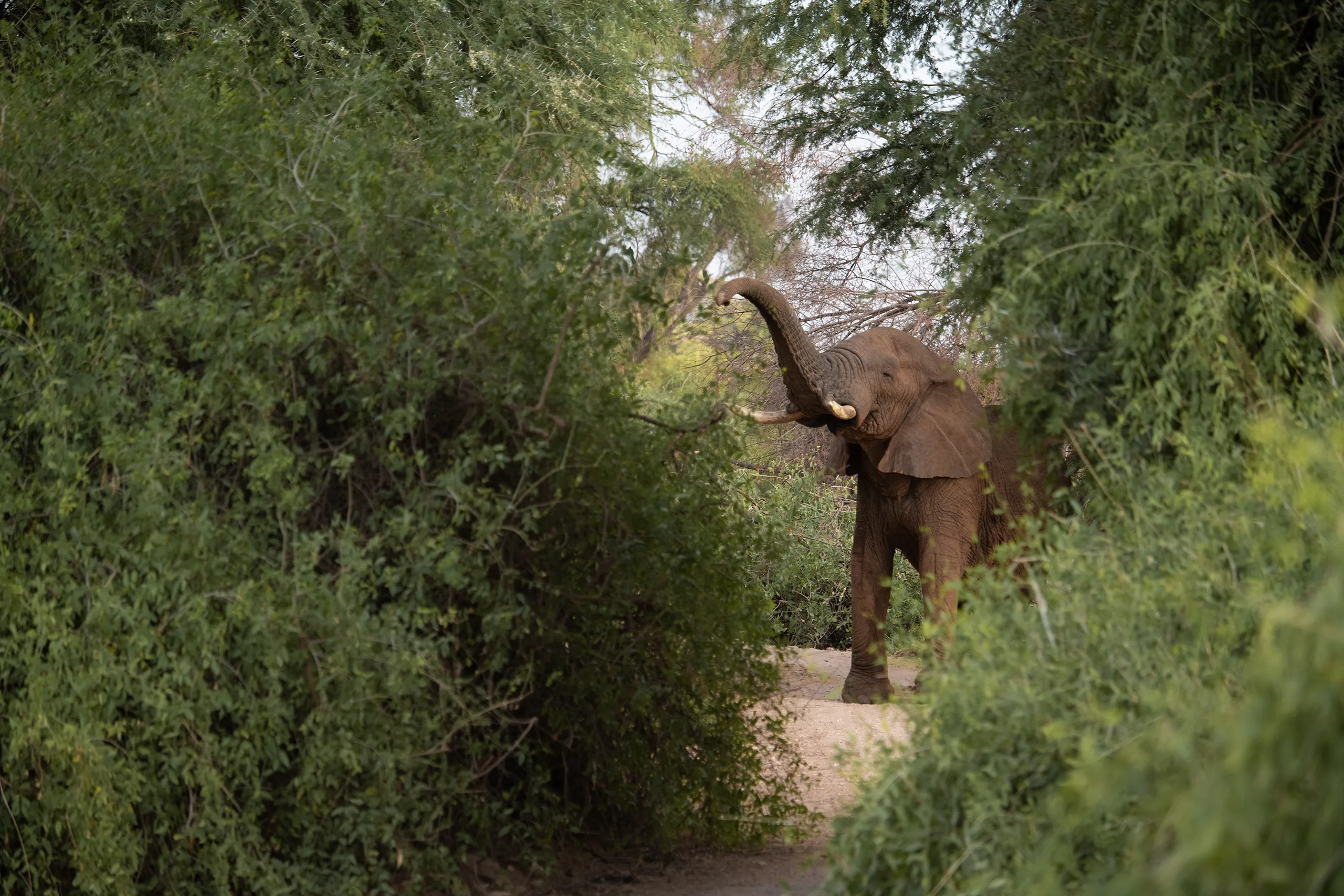 A large elephant walking through dense green forest foliage in a natural park.