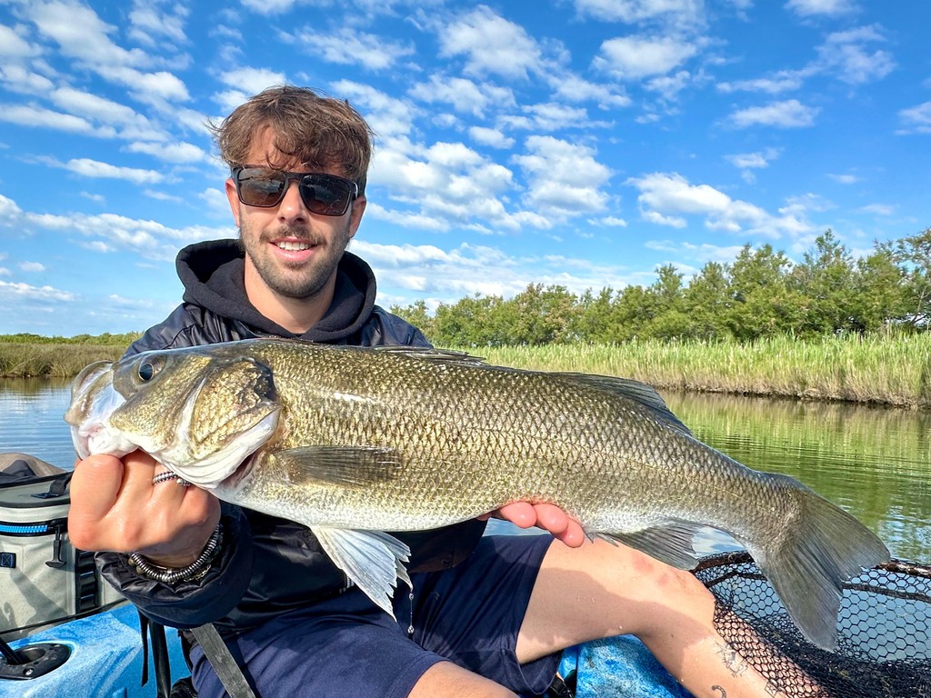 A trophy European Sea Bass caught using spin fishing techniques in Grado, Italy.