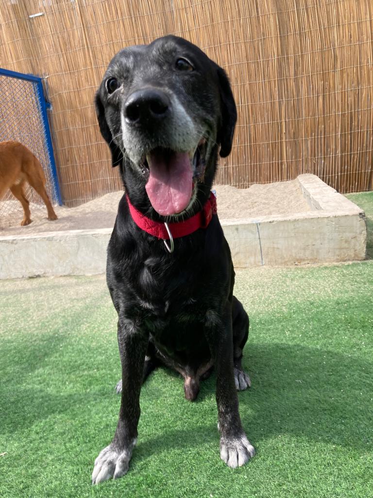 Senior dog enjoying 5 star rating dog daycare