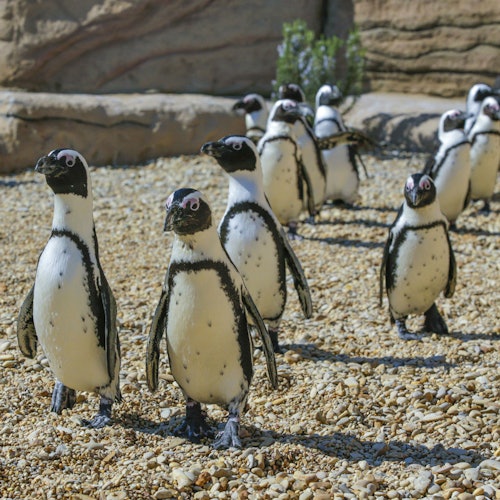 一群企鹅站立并行走在岩石表面,背景是石墙和绿色植物。