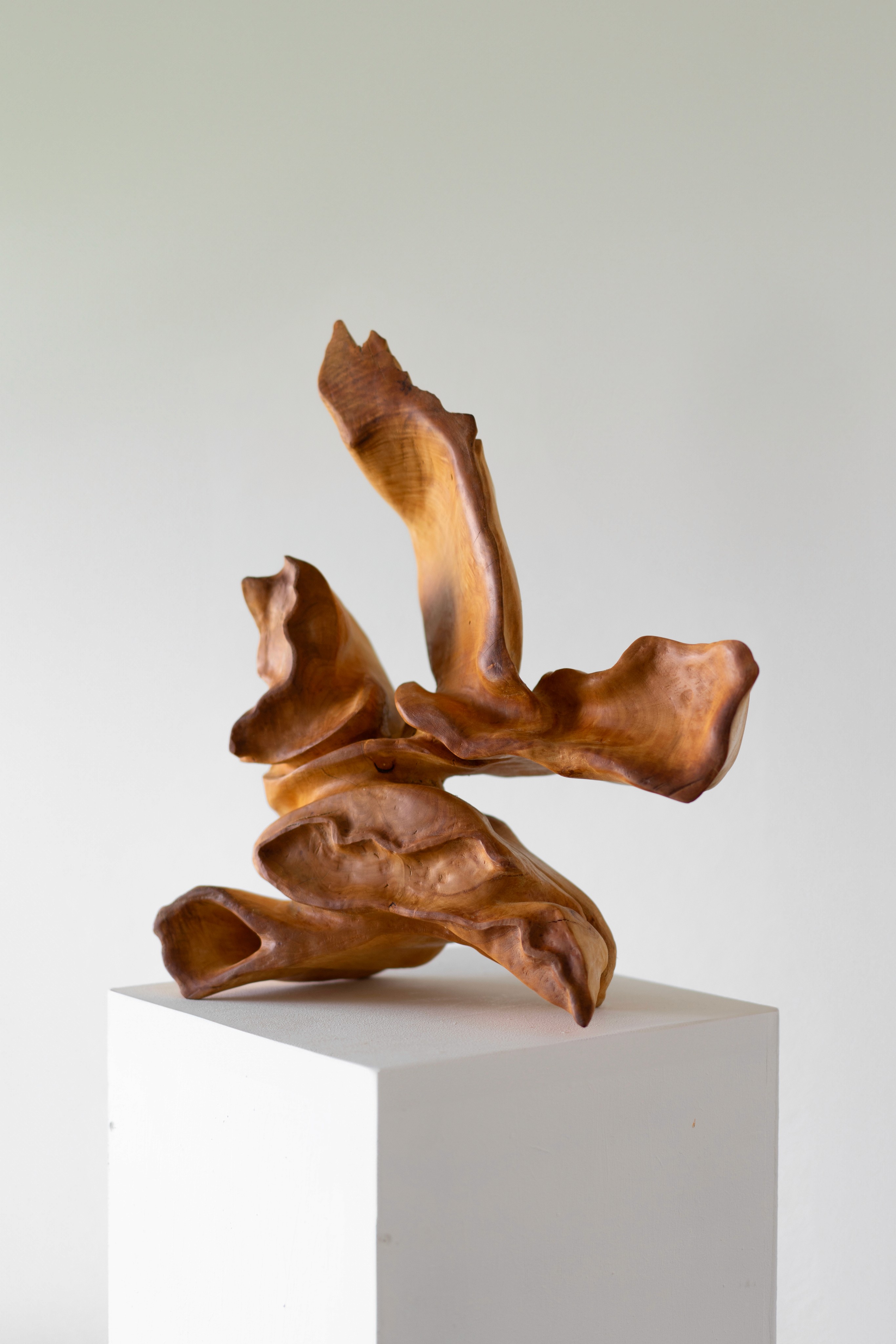 standbeeld robinia dichterbij