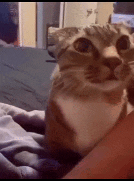 Cat Attention Taps