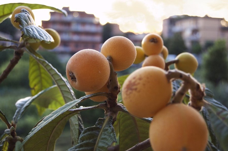Nespole, falsi frutti
