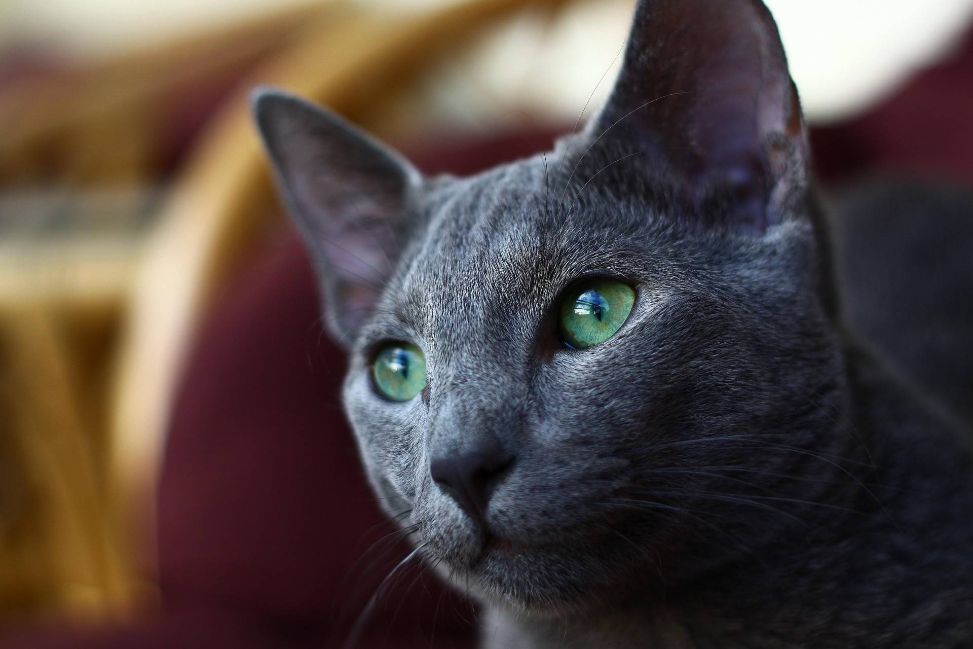 Russian Blue Physical Characteristics