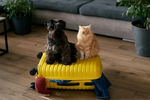 cat and dog on suitcase