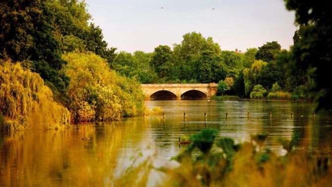 Dog-Friendly Parks: Central London