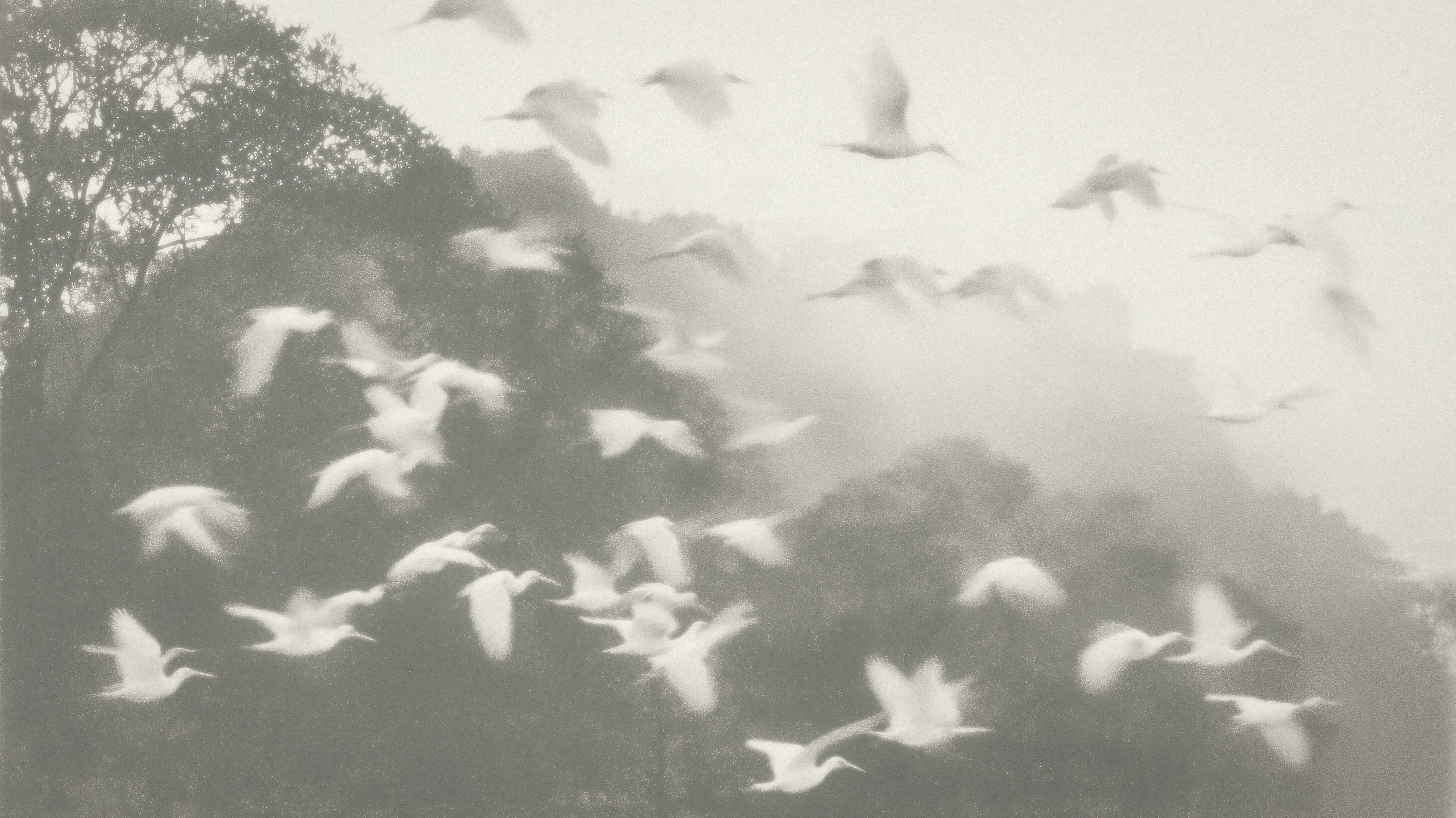 A flock of white birds is scattered across a misty landscape, captured in a soft, monochromatic tone. The trees in the background fade into the hazy atmosphere, creating a serene and ethereal scene. The motion of the flying birds adds a sense of life and fluidity to the tranquil setting.