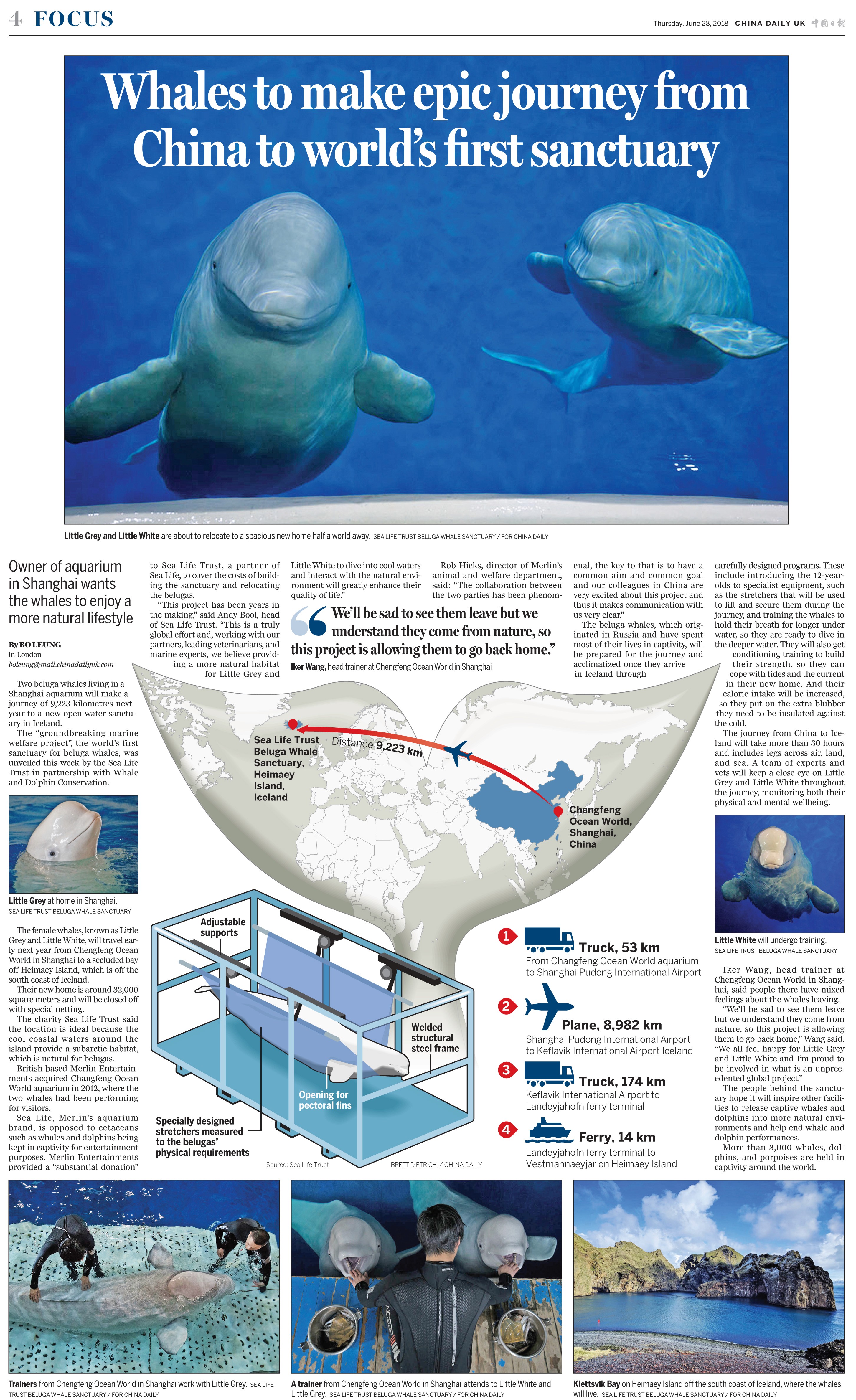 Whales’ epic journey editorial page design