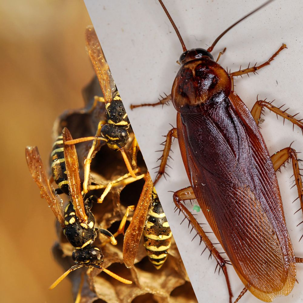 selective focus photo of rodent