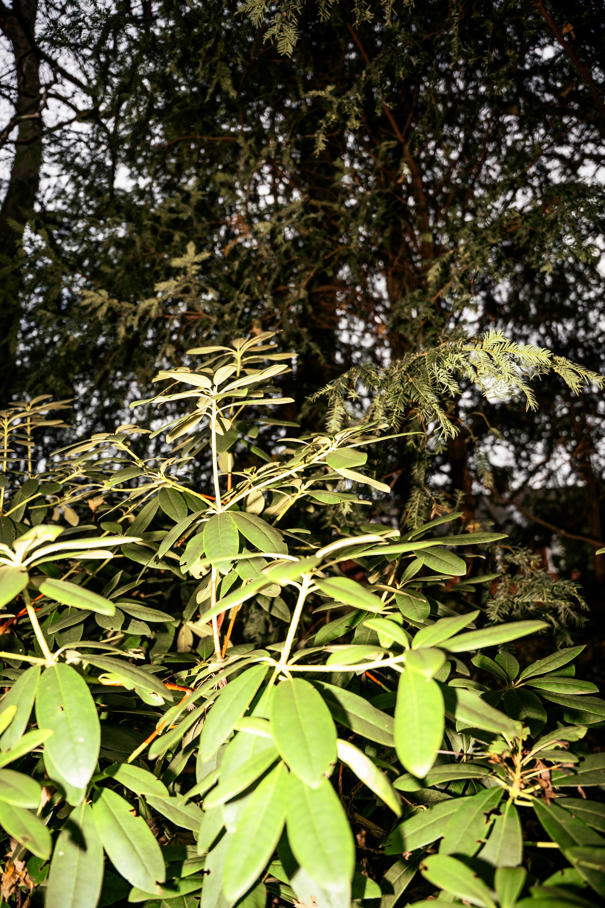 meid in de natuur doet een peace teken