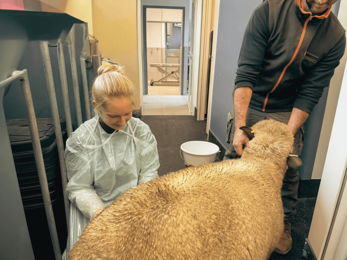 Examen sur un brebis