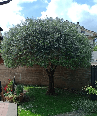 grossi tronchi di cipresso a terra accantonati