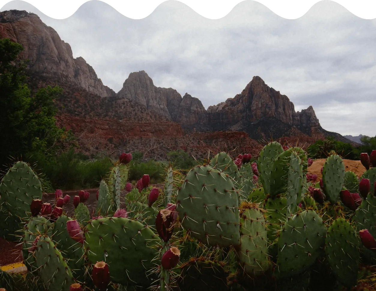 green cactus by rocky mountain during daytime