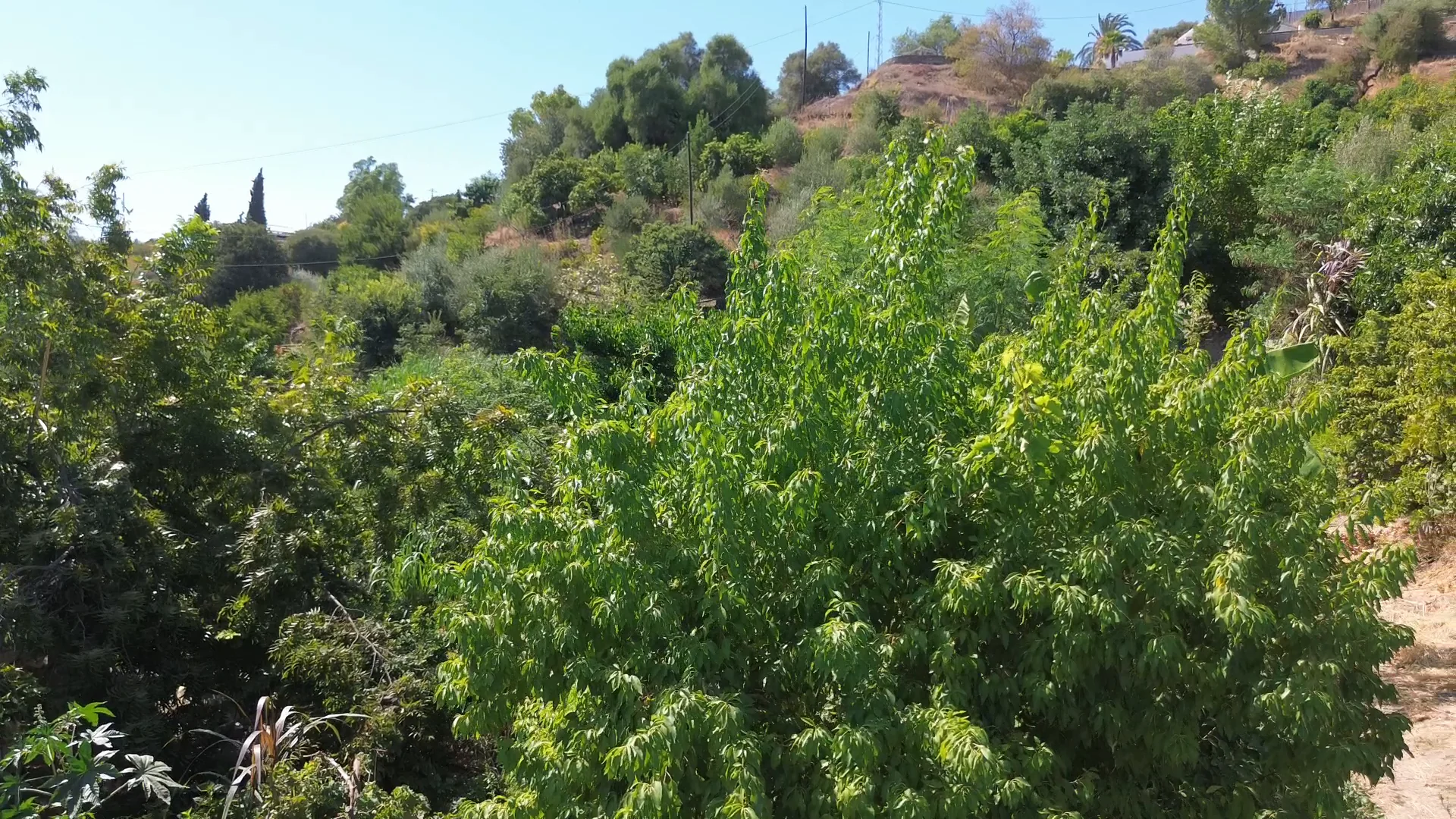 Low aerial view of a food forest canopy below a dry hillside, Andalucía