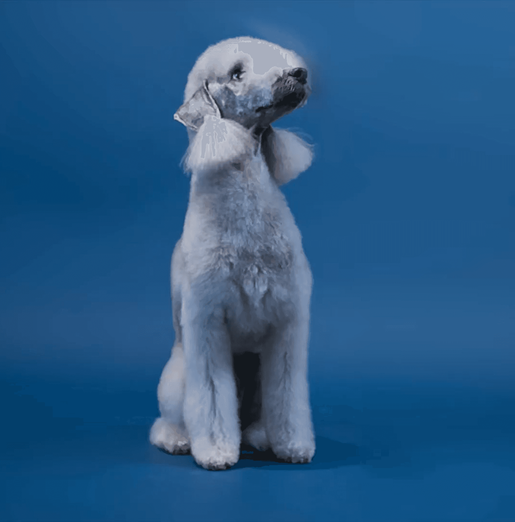 Elegant white dog posing proudly on a soft background to highlight refined style and expert grooming.