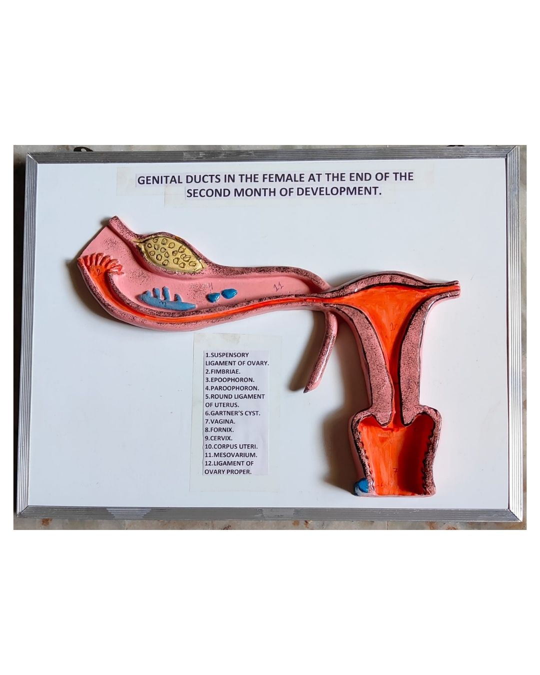 Genital Ducts in Female (End of 2nd Month)