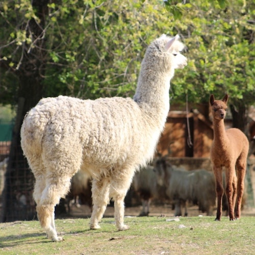 Llama