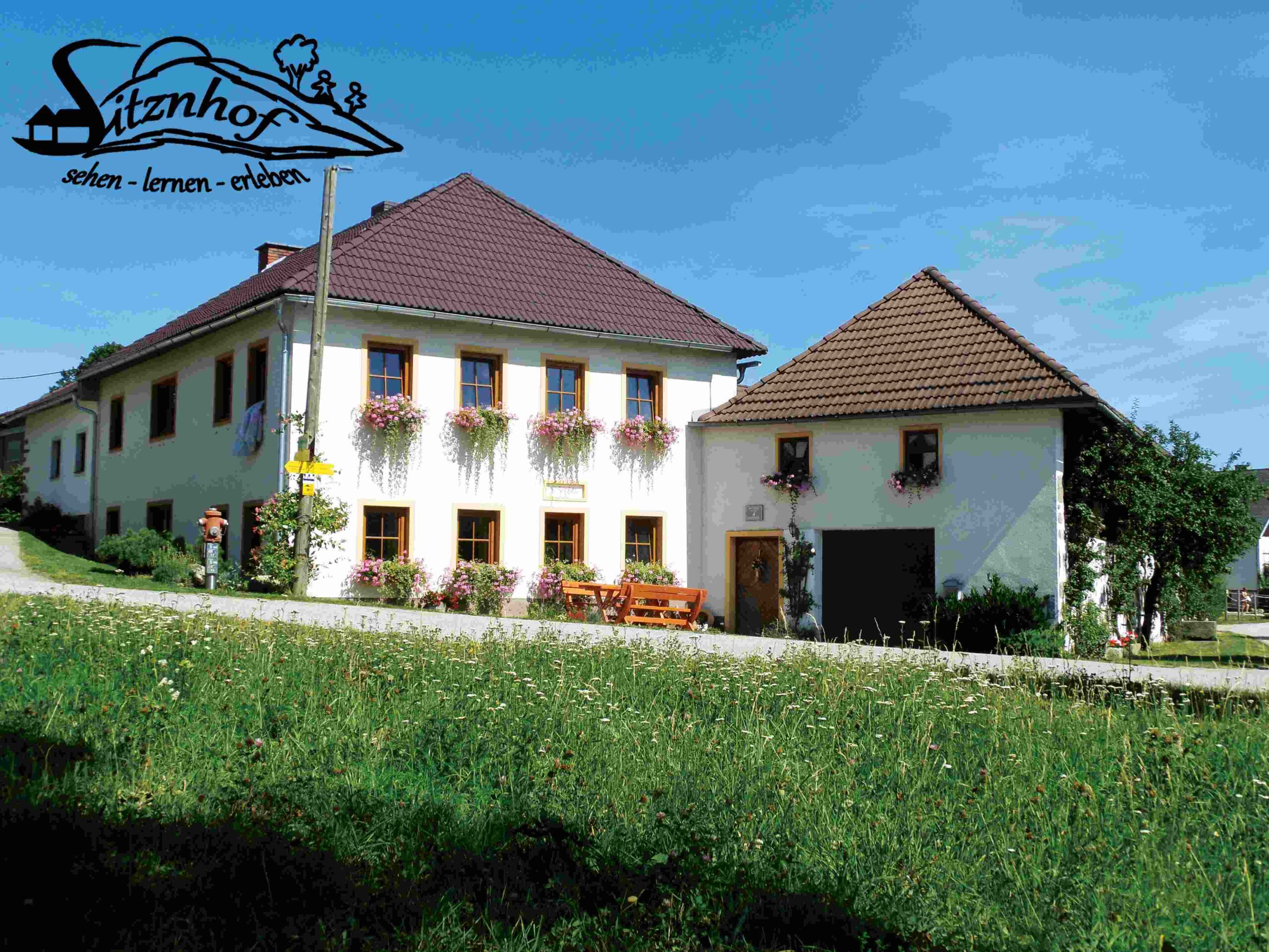 Close-up of lush, dark green leaves, some glossy and wet, against a muted background.