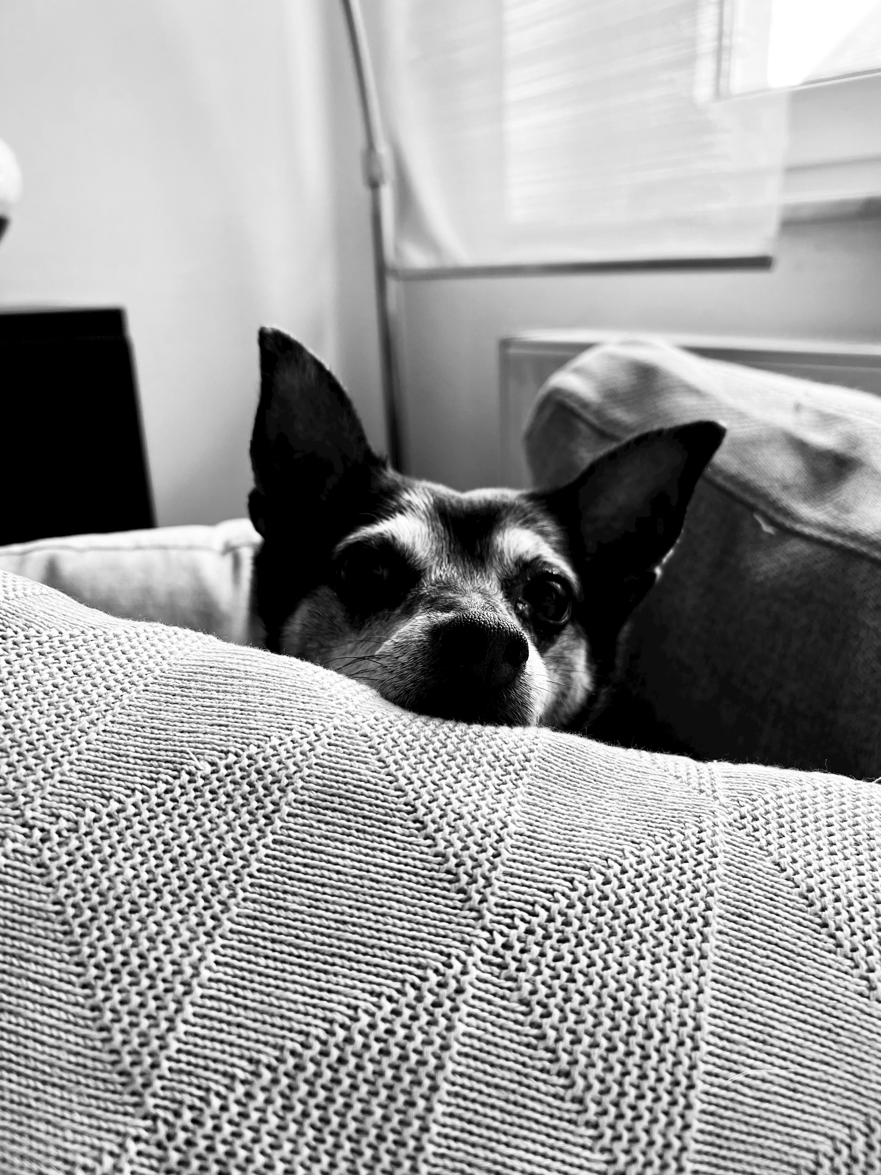 dog, black and white photo