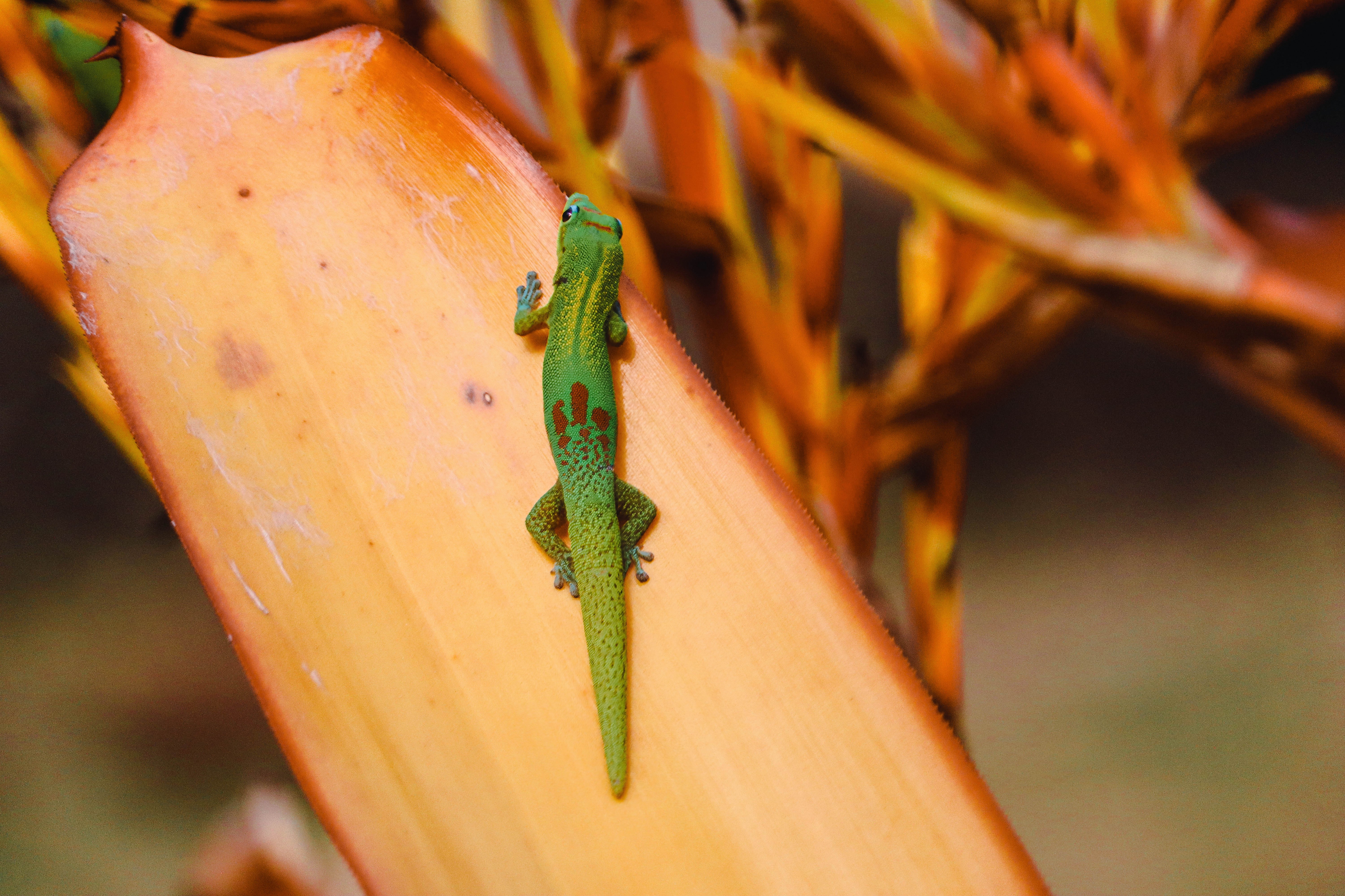 Lizard at Dole Plantation, Oahu Photo Turned Print